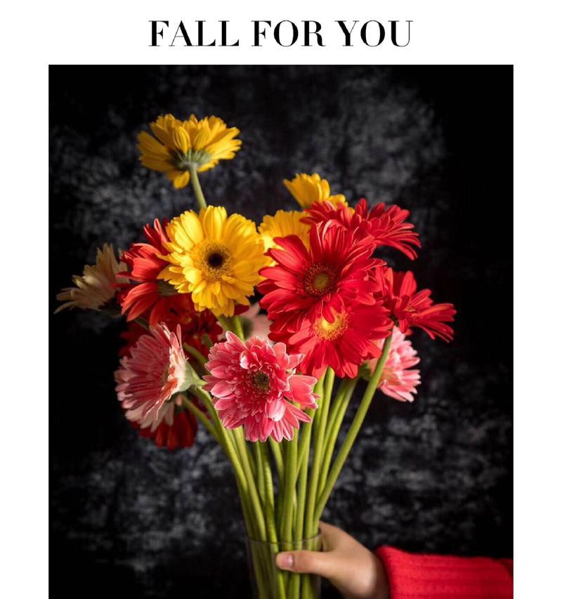 白色花球手捧花代表什么？白色花球的花语含义是什么？