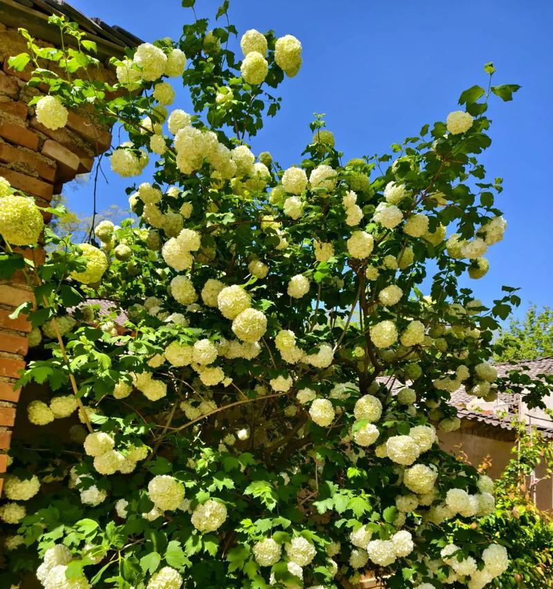 白色花球手捧花代表什么？白色花球的花语含义是什么？