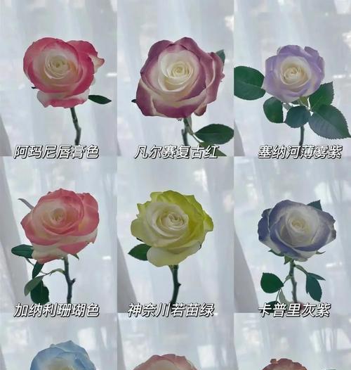 白色花球手捧花代表什么？白色花球的花语含义是什么？