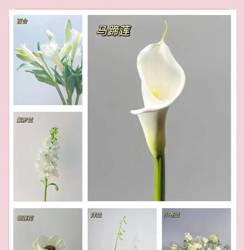 白色花语的作者是谁？白色花语有何特别含义？