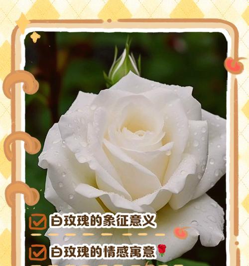 白色花语的作者是谁？白色花语有何特别含义？
