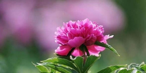 古文中哪些花象征夫妻爱情？它们的寓意是什么？