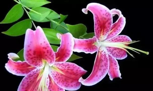 古文中哪些花象征夫妻爱情？它们的寓意是什么？
