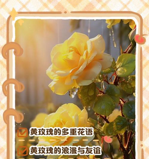 黄玫瑰传递的祝福是什么？