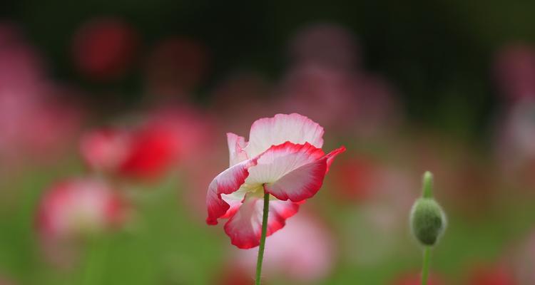 暖色花语473是什么？这些花语传达了哪些情感？