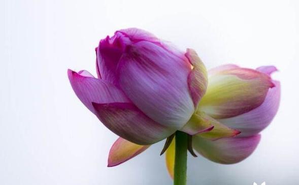 什么花象征爱情告别？告别爱情的花卉有哪些？