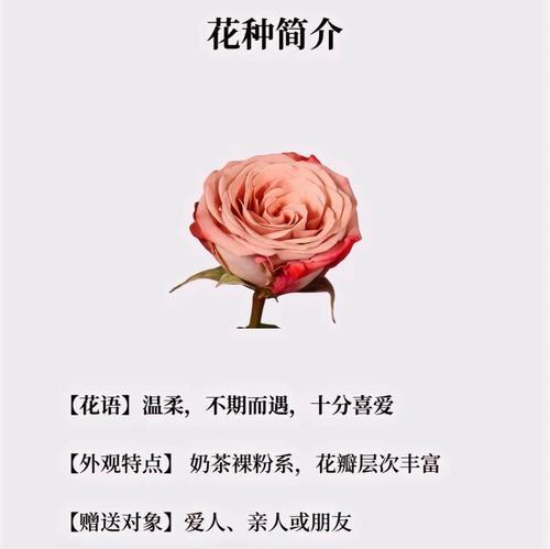 浪漫花语安瑜是什么？如何用花语表达爱意？