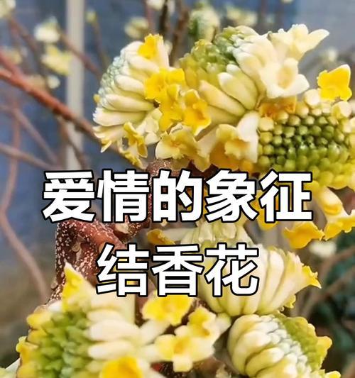 诗句中象征爱情的花有哪些？