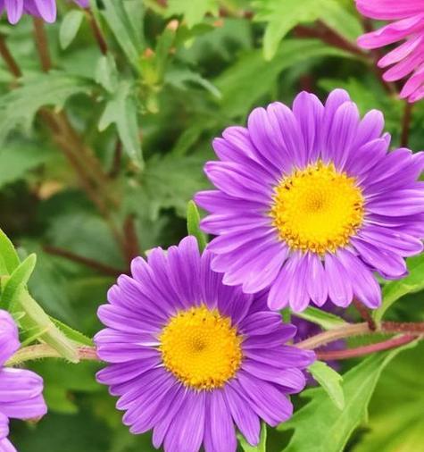 紫色秀球花的寓意是什么？秀球花在花语中代表什么？