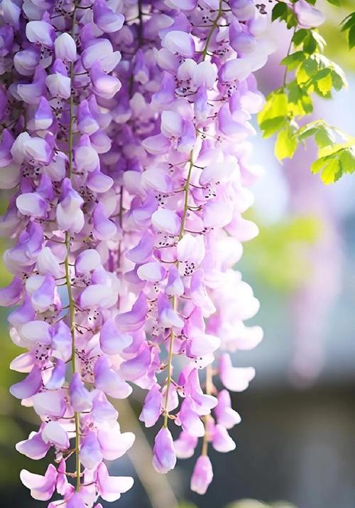 紫色秀球花的寓意是什么？秀球花在花语中代表什么？