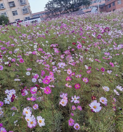 秋天有哪些花象征着爱情？象征爱情的秋花是什么？