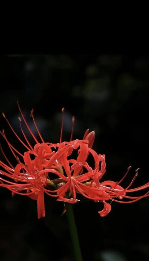 秋天有哪些花象征着爱情？象征爱情的秋花是什么？