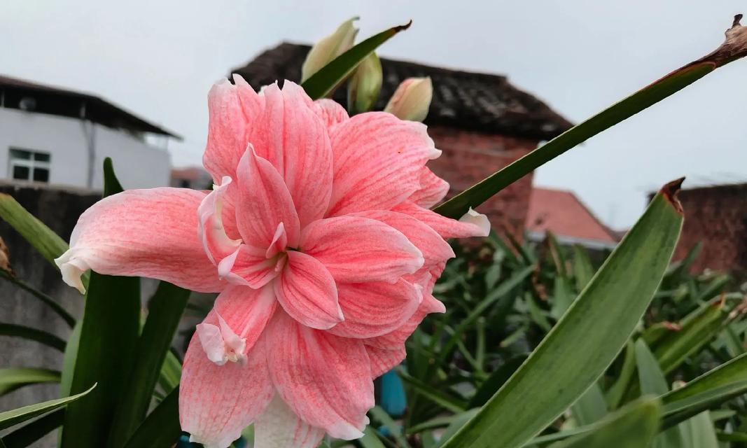 秋天有哪些花象征着爱情？象征爱情的秋花是什么？