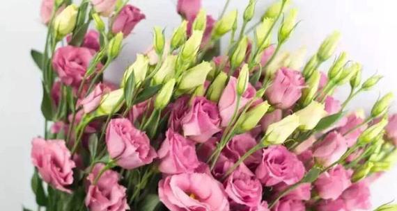 粉红色花象征什么？粉红色花在爱情中的含义是什么？
