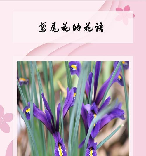 哪些花象征爱情？爱情花语有哪些？