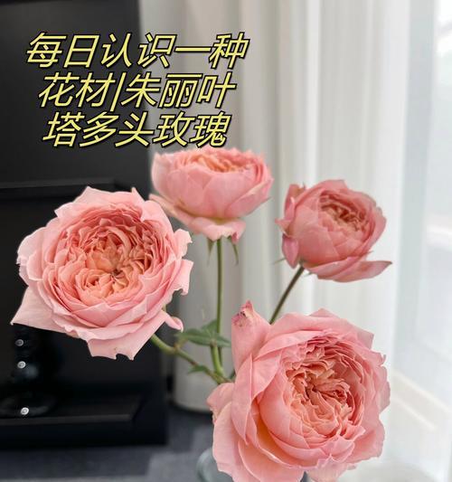 哪些花象征爱情？爱情花语有哪些？