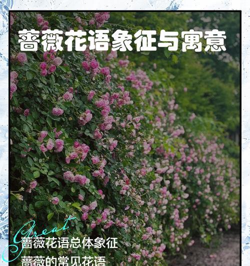 爱情绽放的花语大全是什么？爱情花语有哪些？
