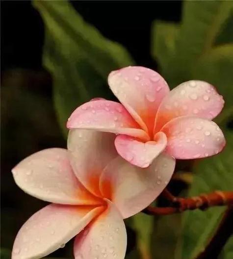 哪些花有吉祥双生的寓意？双生花象征着什么？