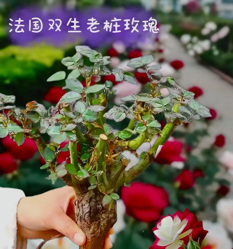 哪些花有吉祥双生的寓意？双生花象征着什么？