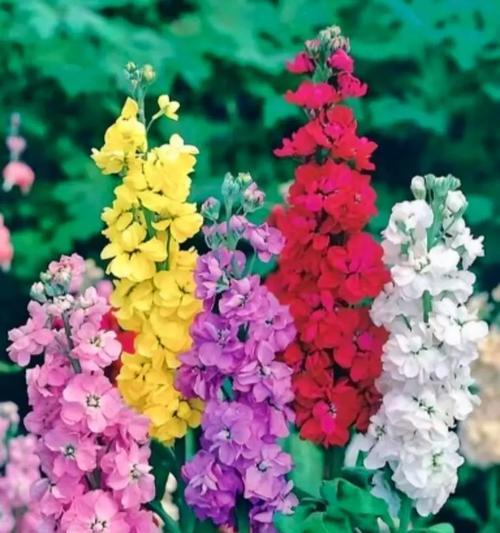 蓝色花朵在招财猫花篮中代表什么？