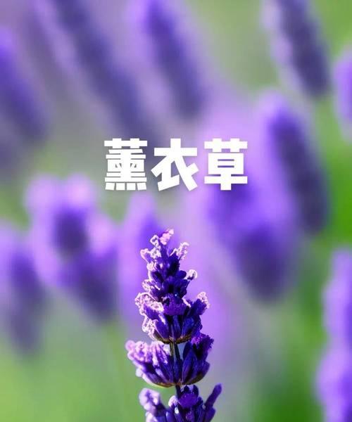 哪种花象征雪白快乐？