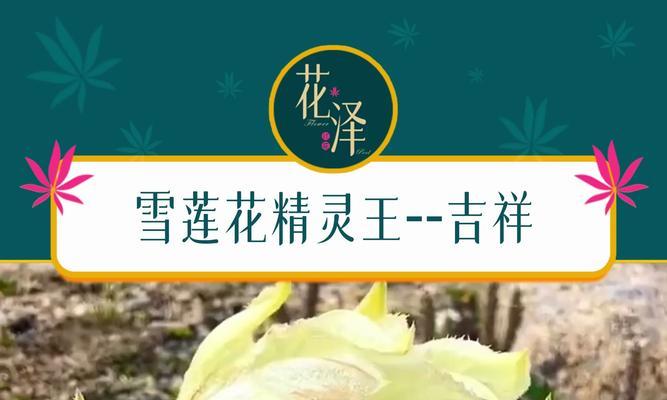 哪种花象征雪白快乐？