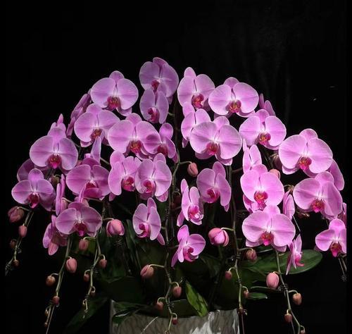 哪种颜色的花寓意最好？送花时颜色选择有何讲究？