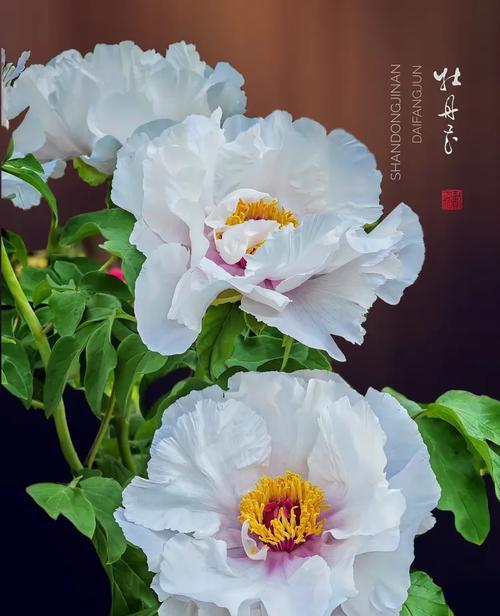 情人节牡丹花的寓意是什么？牡丹花象征着什么？