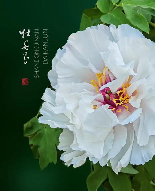 情人节牡丹花的寓意是什么？牡丹花象征着什么？