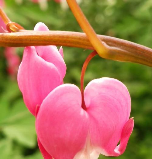 情人节牡丹花的寓意是什么？牡丹花象征着什么？