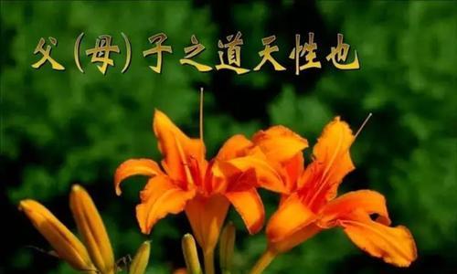 萱草在母亲节的寓意是什么？如何用萱草表达母爱？