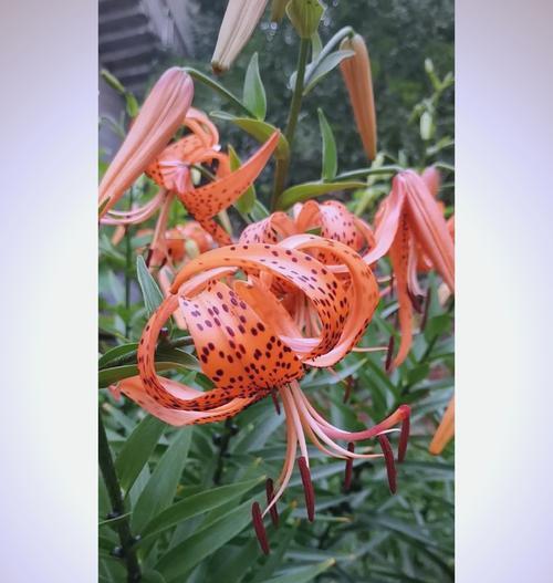 萱草在母亲节的寓意是什么？如何用萱草表达母爱？