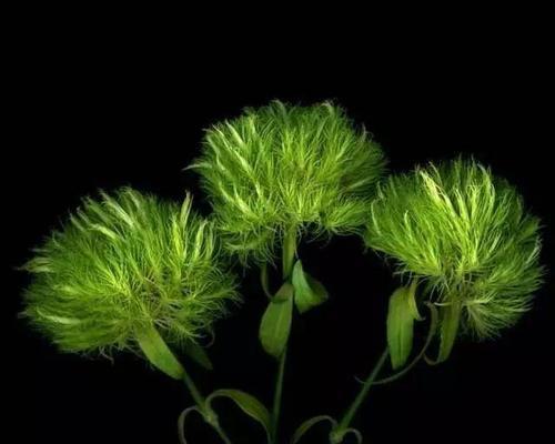 黑色扶桑花的寓意与象征是什么？它在花语中代表了什么？