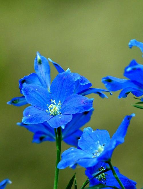 偏蓝色的花象征着什么？蓝色花的寓意有哪些？