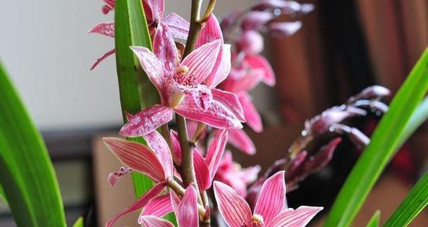 哪种花象征平安？平安寓意的花有哪些选择？