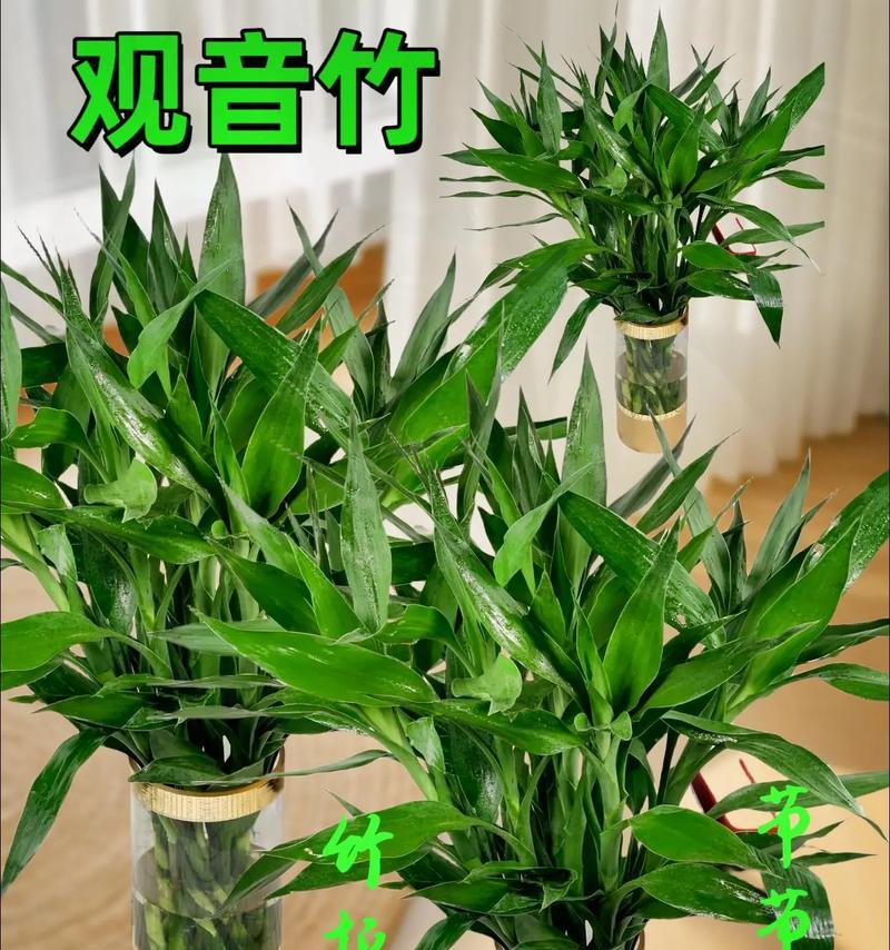 和富贵竹寓意一样的花有哪些？它们各自代表什么？