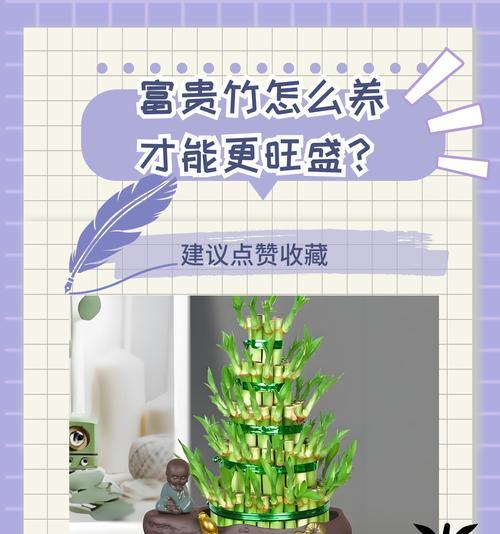 和富贵竹寓意一样的花有哪些？它们各自代表什么？