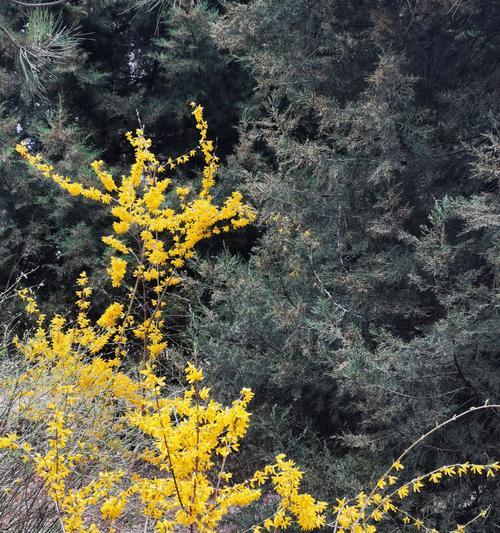清明节吊花是什么意思？吊花的意义是什么？