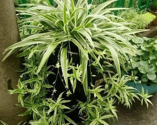 清明节吊花是什么意思？吊花的意义是什么？
