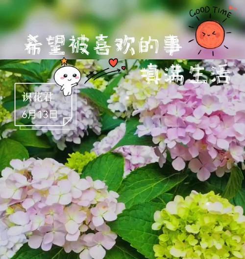 哪种花的寓意是和谐？