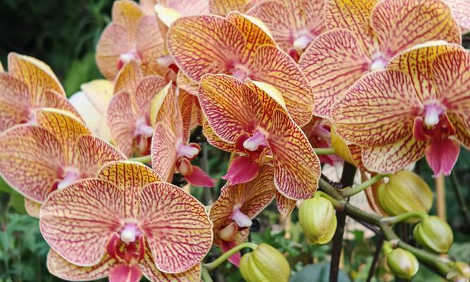 黄色花的寓意是什么？黄花色的花有哪些含义？