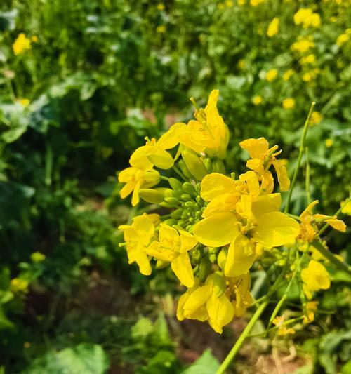 春节用什么花来象征美景？春节花卉的寓意有哪些？