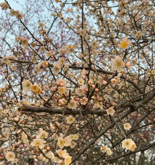 春节用什么花来象征美景？春节花卉的寓意有哪些？