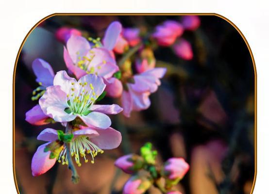 黑色菖蒲花的寓意和花语是什么？有何特别之处？