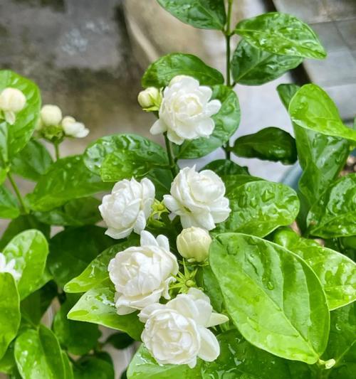 黑色菖蒲花的寓意和花语是什么？有何特别之处？