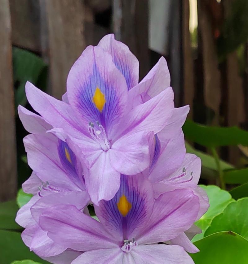 纯棉紫色花卉的花语是什么？它们代表了什么？