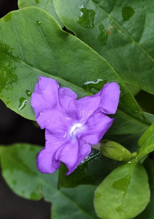 纯棉紫色花卉的花语是什么？它们代表了什么？