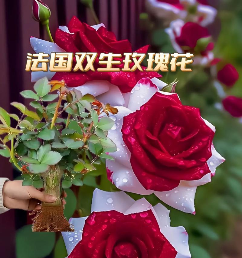混色玫瑰花束代表什么？手捧混色玫瑰的花语是什么？