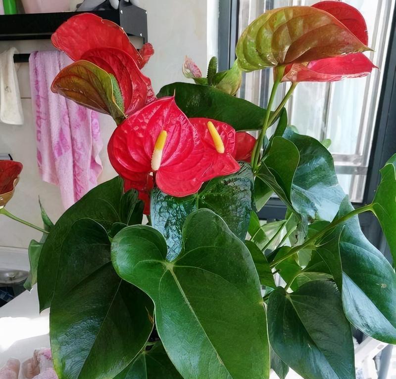 春节餐巾花有何寓意？如何选择寓意吉祥的餐巾花？