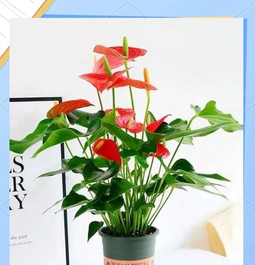 春节餐巾花有何寓意？如何选择寓意吉祥的餐巾花？